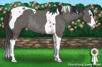 Horse Color:Grullo Sabino Splash Tobiano Rabicano 
