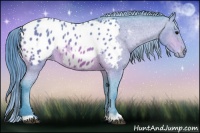 Horse Color:Watercolor Bay Appaloosa 