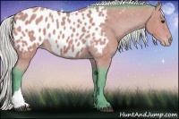 Horse Color:Watercolor Silver Bay Appaloosa 