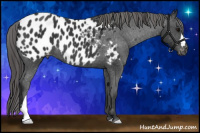 Horse Color:Brown Appaloosa 