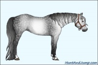Horse Color:Gray Black Sabino 