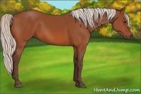 Horse Color:Silver Bay 