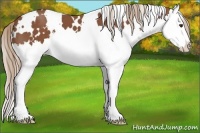 Horse Color:White Spotted Chestnut Splash