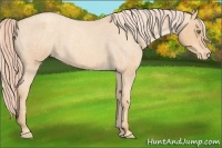 Horse Color:Gold Champagne Roan Varnish Rabicano 