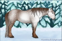 Horse Color:Gray Chestnut 