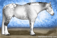 Horse Color:Gray White Spotted Black Splash Tobiano Appaloosa