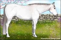 Horse Color:Gray White Spotted Bay Roan Splash Appaloosa 