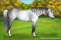 Horse Color:Gray White Spotted Smoky Black