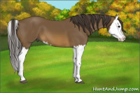 Horse Color:Buckskin Splash 
