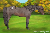Horse Color:Brown Appaloosa 
