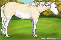 Horse Color:Palomino Roan Dun Splash 