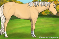 Horse Color:Palomino 