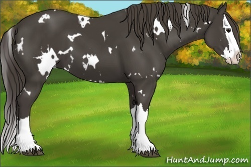 Horse Color: White Spotted Smoky Black Splash 