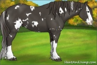 Horse Color:White Spotted Smoky Black Splash 