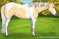 Horse Color:Palomino Roan Splash Tobiano 