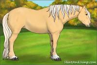 Horse Color:Palomino 
