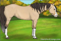 Horse Color:Buckskin Dun Splash 