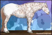 Horse Color:Liver Chestnut Frame Appaloosa 