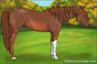 Horse Color:Liver Chestnut 