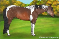 Horse Color:Bay Tobiano Rabicano 