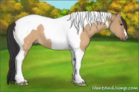 Horse Color:Bay Dun Tobiano