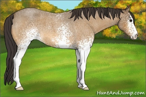 Horse Color: White Spotted Buckskin Roan 