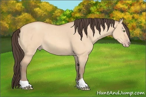 Horse Color:Amber Champagne Dun 