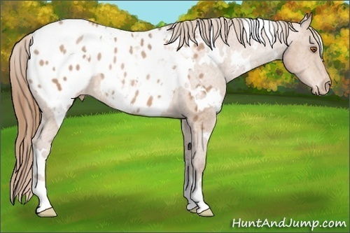 Horse Color:White Spotted Brown Pearl Appaloosa