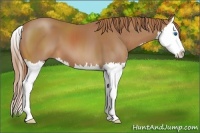Horse Color:Chestnut Splash 