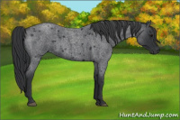 Horse Color:Blue Roan 