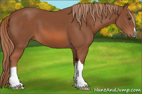 Horse Color: Liver Chestnut 