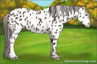 Horse Color:Liver Chestnut Appaloosa 