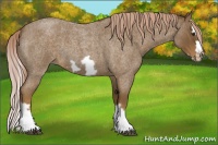 Horse Color:Chocolate Palomino Roan Splash Frame 