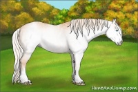 Horse Color:Gray White Spotted Cremello 