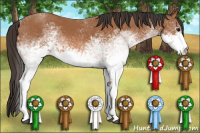 Horse Color:White Spotted Bay 