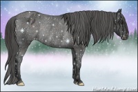 Horse Color:Liver Chestnut Appaloosa Rabicano 