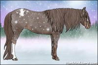 Horse Color:Liver Chestnut Appaloosa 