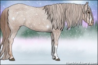 Horse Color:Chestnut Appaloosa 