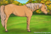 Horse Color:Chocolate Palomino 