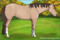 Horse Color:Amber Champagne 