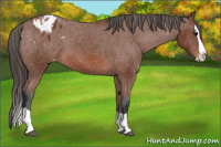Horse Color:Bay Splash Appaloosa 
