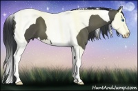Horse Color:Black Splash Tobiano 
