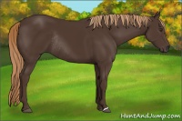 Horse Color:Liver Chestnut Rabicano 