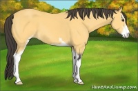 Horse Color:Buckskin Sabino 