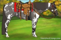Horse Color:White Spotted Smoky Blue Roan 