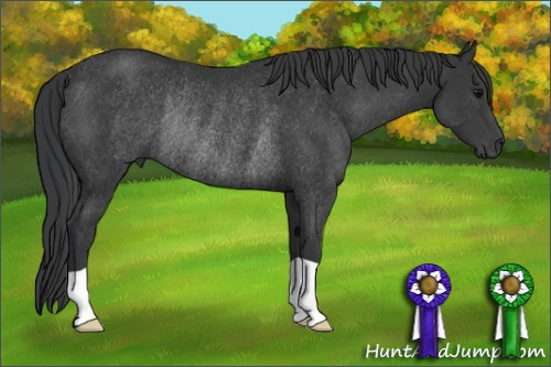 Horse Color: Black Rabicano 