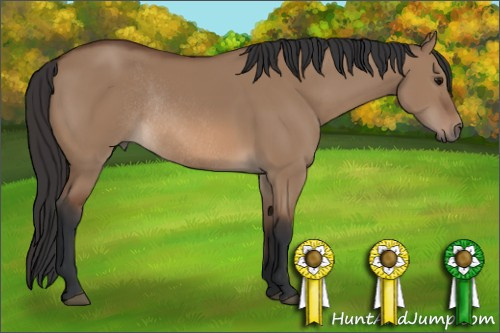 Horse Color: Bay Dun Rabicano 