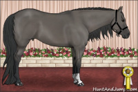 Horse Color:Grullo 