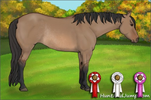 Horse Color: Bay Dun Rabicano 
