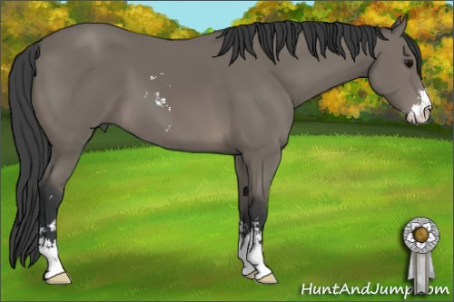 Horse Color: Black Sabino 